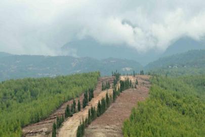 Ormanlarda yeni dönem: Daha dirençli, daha güçlü