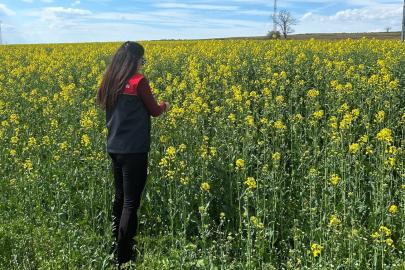 Pehlivanköy’de çiçek açan kanola bitkinin fizyolojik gelişimi incelendi