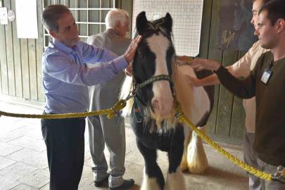Pendik’te atlarla şifa: Yaşlılar için atla terapi dönemi başladı