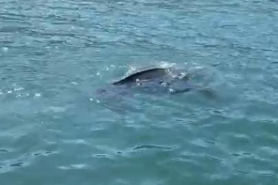 Rize’de nadir görülen deniz kaplumbağası balıkçının kamerasına yansıdı