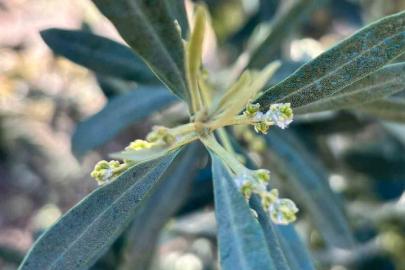 Salihli’de zeytin üreticilerine "Zeytin Pamuklu Biti" uyarısı