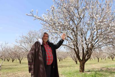 Şanlıurfa badem üretiminde Adıyaman ile yarışıyor