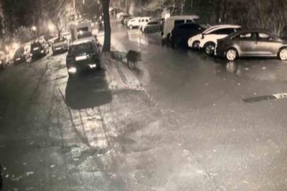 Sarıyer’de aç kalan domuzlar hastane yakınına kadar geldi