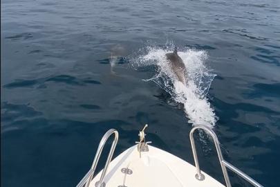 Saros Körfezi’nde yunuslar tekne ile yarıştı
