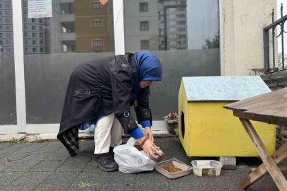 Şehir merkezine inen tilki kimseye aldırış etmeden karnını doyurdu