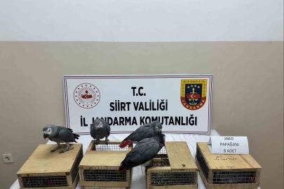 Siirt’te 8 jako papağan ele geçirildi