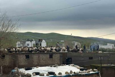 Siirt’te araçlar sel sularında kayboldu, onlarca hayvan telef oldu