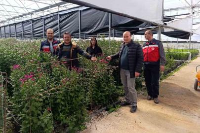 Simav’daki seralarda domatese alternatif kesme çiçek üretimi
