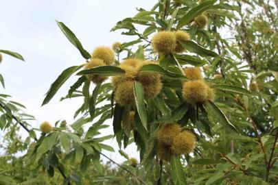 Sinop kestanesi tehlikede: Gal arısı üretimi ve arıcılığı vuruyor