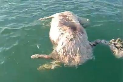 Sinop’ta denizde ölü inek bulundu