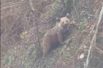 Sinop’ta yavru ayı yolda görüntülendi