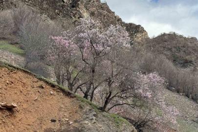 Şırnak’ta badem ağaçları çiçek açtı