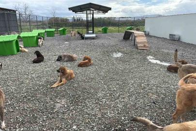 Sokak hayvanları doğal yaşam alanına kavuştu