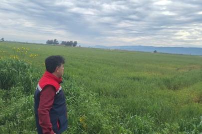 Söke’de hububat ekili araziler denetlendi