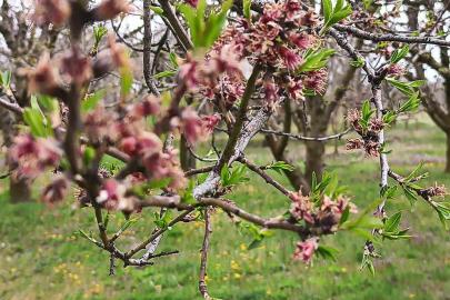 Sultandağı’nda kayısı ve erikleri don vurdu, kiraz kurtuldu