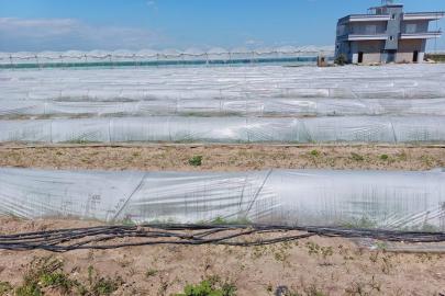 Tarım ve Orman Bakanlığından, bir çiftçinin satamadığı kıvırcıkların koyunlara yem edildiği iddialarına yalanlama