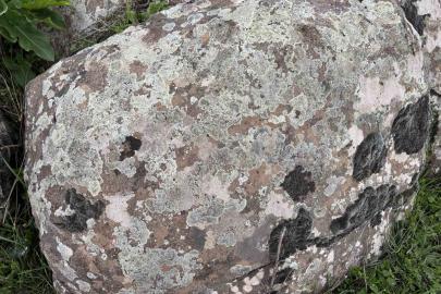 Taşların üzerindeki yosunları kına gibi kullanıyorlar