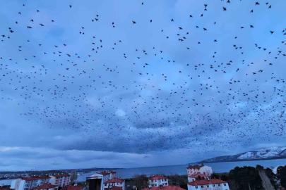 Tatvan’da gökyüzünü kaplayan binlerce kuş görsel şölen sundu