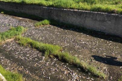 Tekirdağ’da gölde toplu balık ölümleri yaşandı