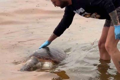 Tekirdağ’da ölü caretta caretta kıyıya vurdu
