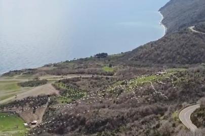 Tekirdağ’da pelikanların senkronize uçuşu görsel şölen sundu