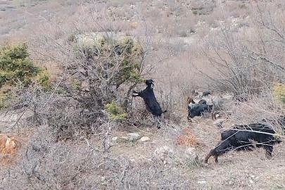 Tokat’ta yaylada kışın ayazında türküleriyle ısınan çoban, baharı da türküyle karşıladı