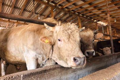 Tonluk ’Paşa’ 500 bin lira