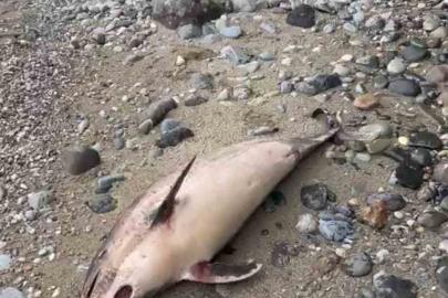 Trabzon’da yunus balığı ölümleri