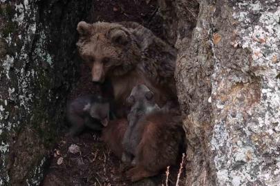 Tunceli’de belgeselleri aratmayan görüntüler