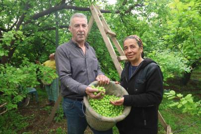 Turfanda can eriği Avrupa ülkelerine ihraç ediliyor