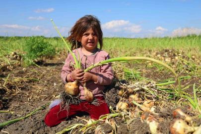 Turfanda soğanda hasat başladı, fiyatı arz-talep belirleyecek