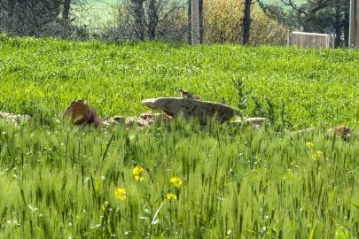 Türkiye’de nesli tehlike altında olan ’kızıl sincap’ çağla yerken görüntülendi