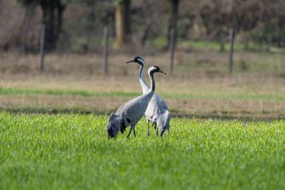 Turnaların izinde: 2026 izleme çalışmaları sürüyor