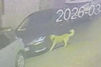 Üsküdar’da sokak köpekleri paniğe neden oldu: Başıboş sürünün bir araca zarar verdiği anlar kamerada