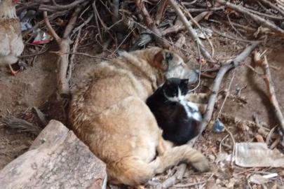 Üşüyen kedi ile köpek birbirine sığındı