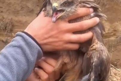 Yakalan yaralı şahin, ekiplere teslim edildi