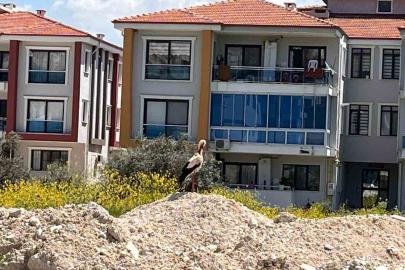 Yatağan’ı leylekler mesken tuttu