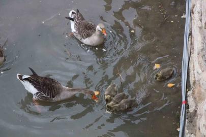 Yeşilırmak Nehri’nin maskotu kaz yavruları beslenme saatinde