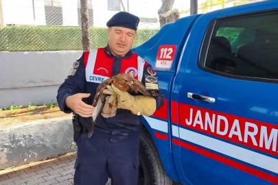 Yozgat’ta yaralı şahin koruma altına alındı