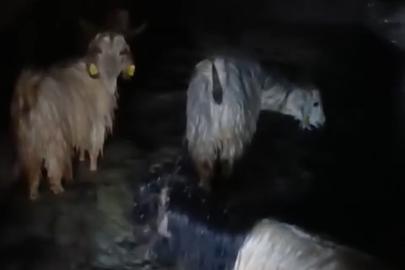 Yüksekova’da ahırları su bastı: Mahsur kalan hayvanlar kurtarıldı