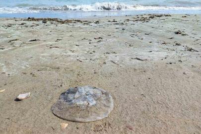 Yumurtalık sahilini denizanaları sardı