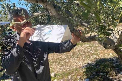 Zeytin güvesine karşı tuzak kurulumları başladı