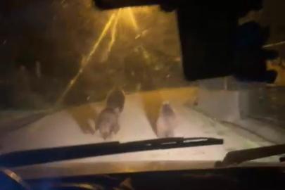 Zonguldak’ta aç kalan ayılar köye indi