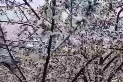 Adana’da kiraz çiçekleri karla kaplandı