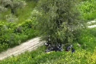 Ağaç altında gizlenmeye çalışan göçmenler dronla yakalandı