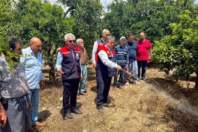 Akdeniz meyve sineğiyle mücadele kesintisiz sürüyor