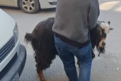 Amasya’da kurbanlık keçi kaçtı, vatandaşlar kovaladı