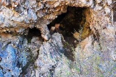 Anne ayı ve yavruları inlerinde dron kamerasıyla görüntülendi