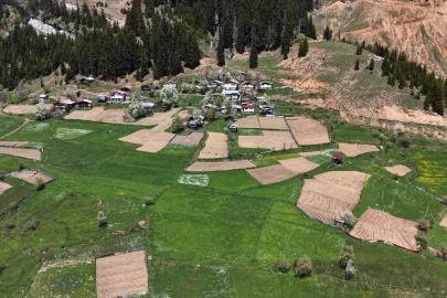 Artvin’de 1400 rakımda imece usulü doğal tarım