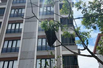 Ataşehirde bahar bereketiyle geldi, o anlar ilgi odağı oldu: Yüzlerce arı şehir içinde yuva yaptı